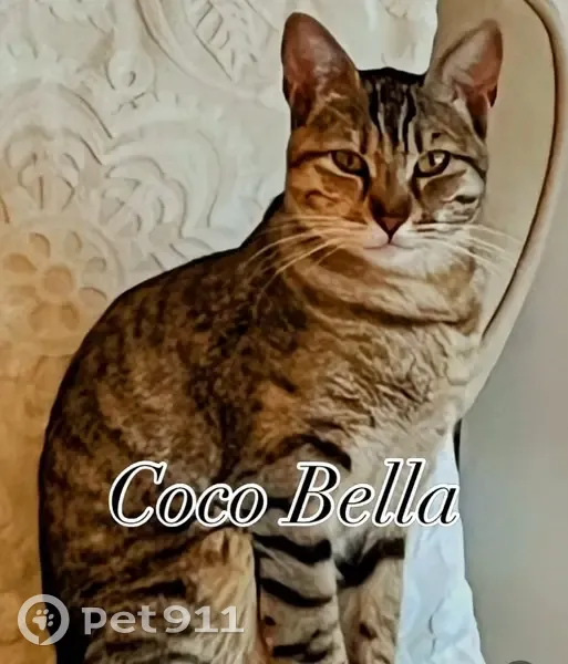 Perdido gato hembra, PMV-810-1, 85, Santa Eulària des Riu, Santa Eularia des Riu - atigrada, muy delgada - photo