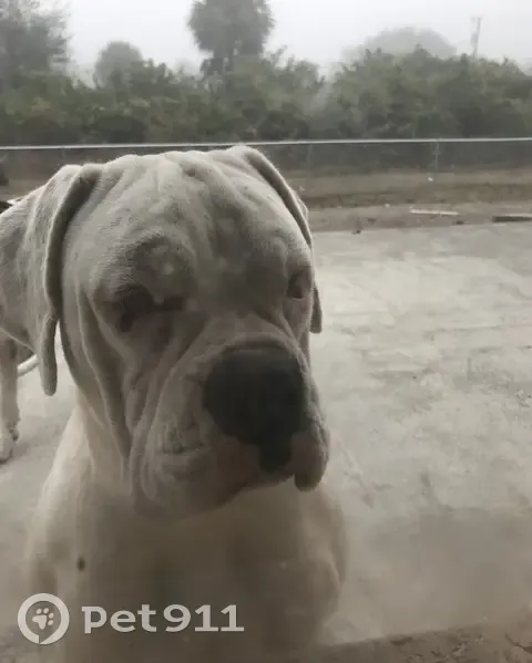 Lost dog, Summa Boulevard, 1099, Lehigh Acres - female, big, with a scar on the left front leg - photo