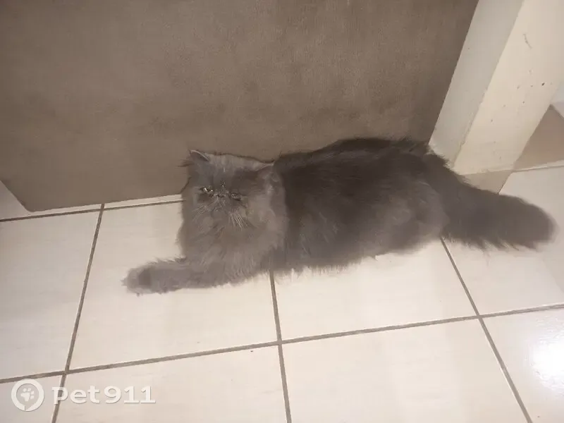 Gato desaparecido Macho (brl002774) - photo