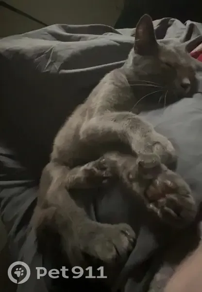Lost cat, Desota Place, 820, Benton, Little Rock - male, friendly but shy - photo