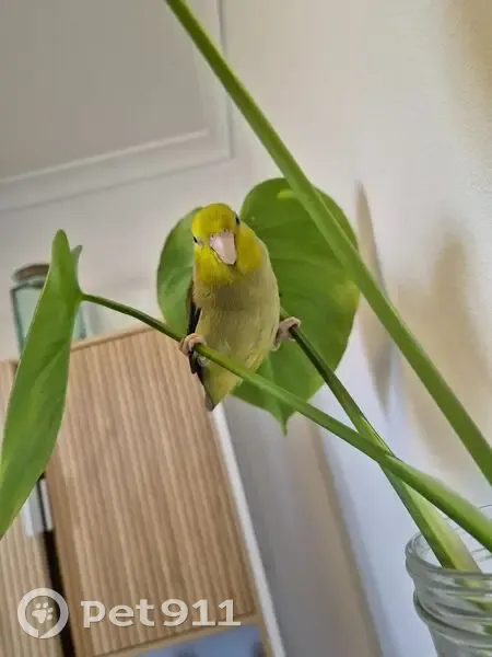 Lost bird, Beryl Street, 41, Tweed, Tweed Heads - male parrotlet - photo