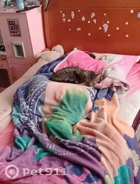 Perdido gato hembra, Calle 11 Norte, 306, Heroica Puebla de Zaragoza, Puebla - gata rayada - photo