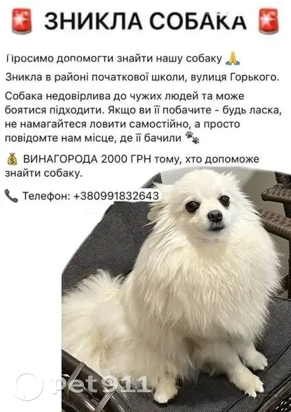 Зникла собака, Кобзарна вулиця, Решетилівка — білий шпіц, дівчинка Міра - photo