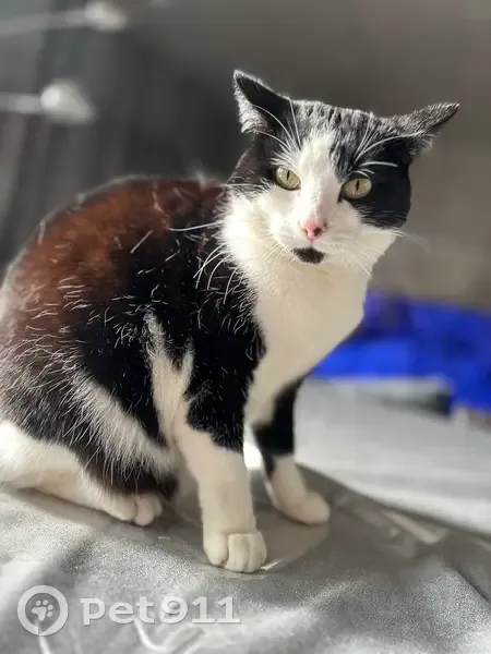 Chat perdu, Rue Paul Vaillant Couturier, Imphy - femelle noir et blanc, yeux verts - photo