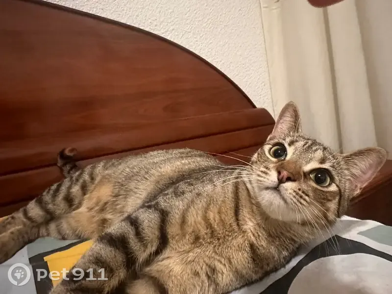 Perdido gato hembra, Carrer Major del Raval, 29, Elx, Alicante - atigrado con mancha naranja en la espalda - photo