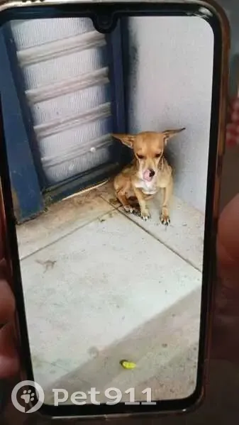 Cachorro perdido Macho (brl002775) - photo
