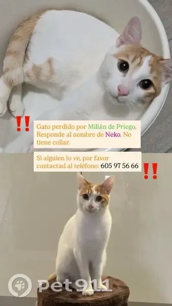 Perdido gato macho, Calle Millán de Priego, Jaén - blanco con manchas naranjas - photo