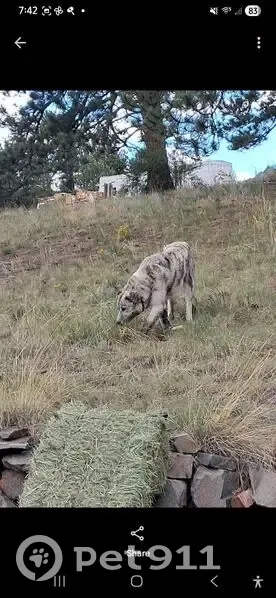 Lost dog, County Road 21, 123, Cañon City, Guffey — male, very friendly - photo