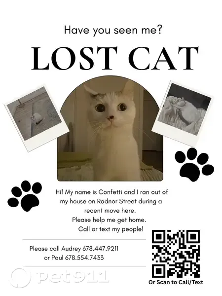 Lost cat, Radnor Street, Nashville - indoor cat Confetti - photo