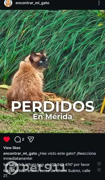 Perdido gato hembra, Calle 27, Mérida - pelo largo y collar - photo