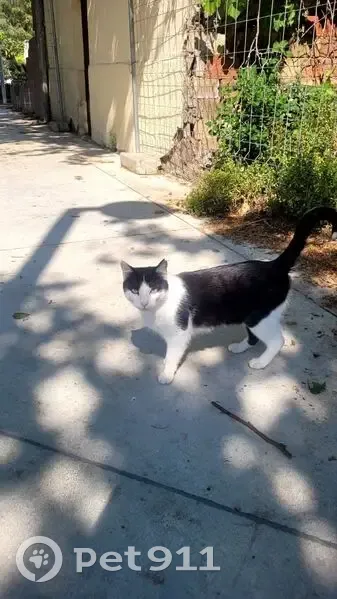 Encontrado gato en Carrer de Cristóbal de Moura, 165, Sant Marti, Barcelona - orejita marcada y ojos verdes - photo