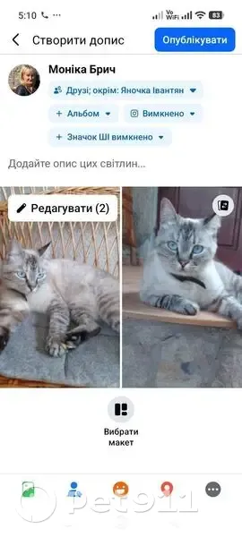 Зникла кішка, Цілинна вулиця, 22, Виноградів — тайська, з червоним ошийником - photo