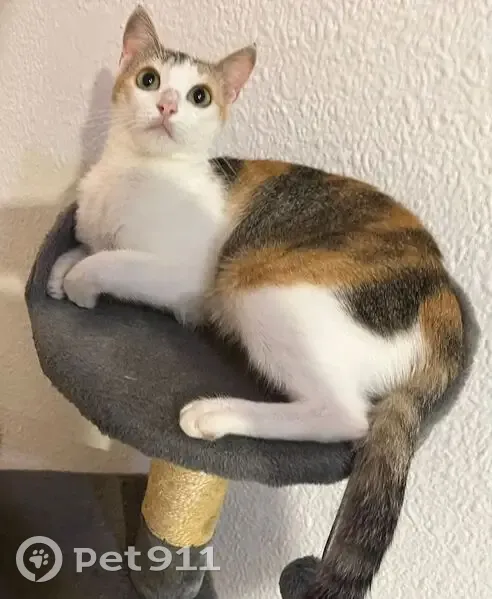 Perdido gato hembra, Carrer Canigó, Pineda de Mar - dos lunares en el ojo derecho - photo