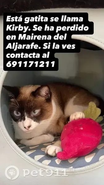 Perdido gato hembra, Avenida del Almendral, Mairena del Aljarafe - muy cariñosa - photo