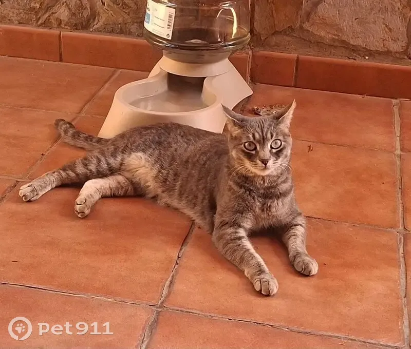 Perdido gato hembra, Agregado Utiaca, 56, Vega de San Mateo, San Bartolome de Tirajana - con chip y huidiza - photo