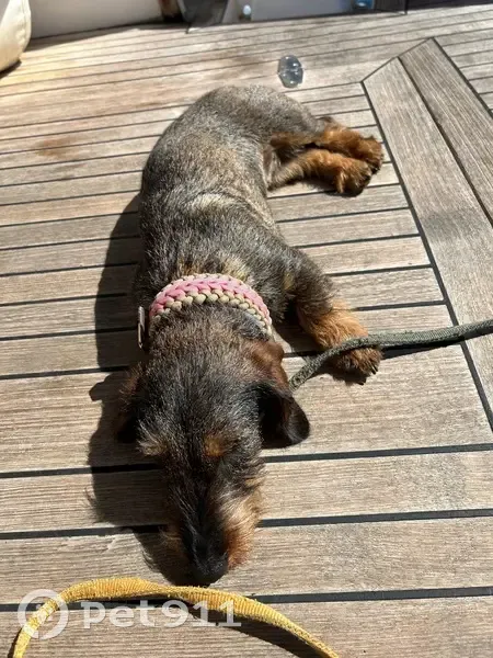 Perro perdido, hembra, en Palma, Islas Baleares - photo