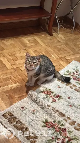 Perdido gato hembra, Calle Zamora, 4, Getafe - tricolor y con cola deformada - photo