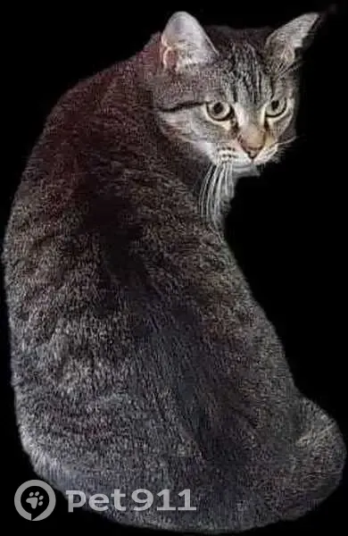 Perdido gato hembra, Inca, Islas Baleares, Pozuelo de Alarcon - asustadiza y responde por un chasquido de dedos - photo