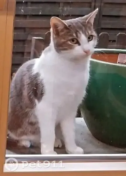 Chat perdu, Lille - gris sur le dos et blanc sur le ventre - photo