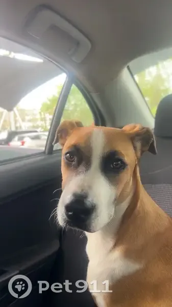 Lost dog - female, Del Rosso Road, 22-70, City of Moreton Bay, Townsville - photo