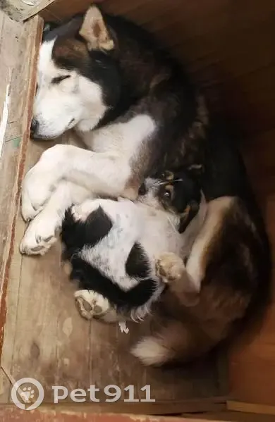 Perro perdido macho, Huachichil, 225, Monterrey - chaparrito, blanco con manchas negras - photo