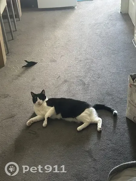 Lost cat, female, High Street, 565, Strathfield - black and white tuxedo cat - photo