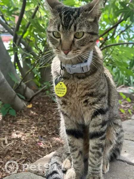 Lost cat, Perry Street, 3510, Mount Rainier - male - photo