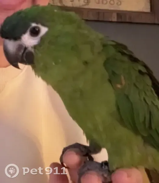 Lost bird, Towle Avenue, Auburn - female, bright green with red under wings - photo