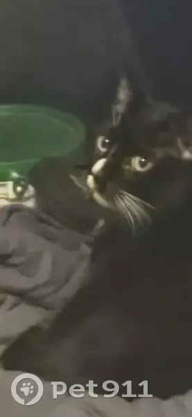 Lost cat, Ashmont Street, 26, Cowesett, Warwick - male, tuxedo with white socks - photo