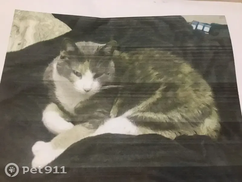 Lost cat, female, Foxtrail Drive, 7411, Hazelwood - thin, no collar - photo