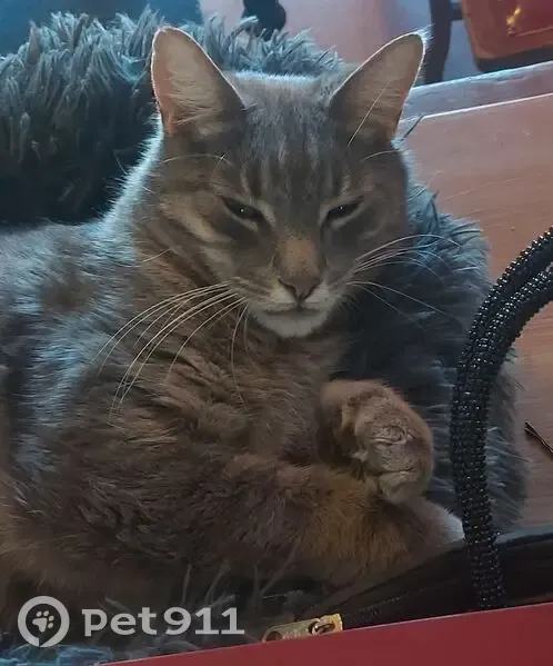 Lost cat, Garden Grove, 22, Launceston City, Launceston - male, friendly grey tabby - photo