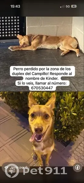 Perro perdido, Carretera de la Almenara, Región de Murcia, Sevilla - lleva chip y una correa azul - photo