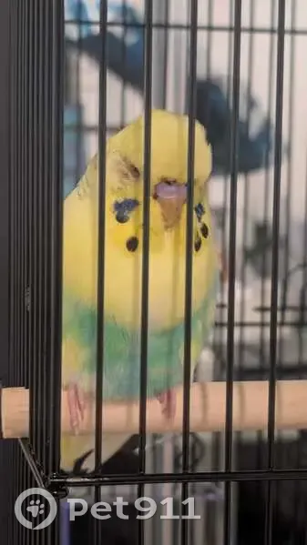 Found bird, female, Dublin Road, 49A, Maroondah - slight injuries, yellow with blue/teal tinge - photo
