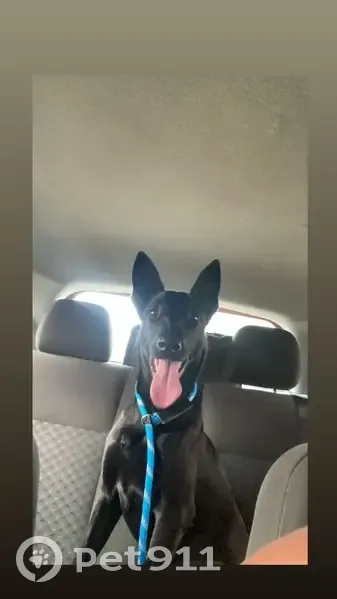 Cachorro perdido Fêmea (brl002781) - photo