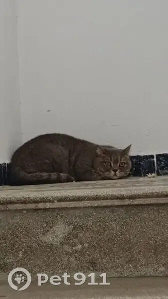 Encontrado gato, Calle la Paquera de Jerez, Jerez de la Frontera - gris, ojos naranjas, gordito - photo