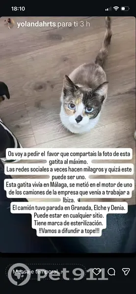 Perdido gato hembra en CV-7301, Dénia, Denia - con marca de castración en la oreja - photo