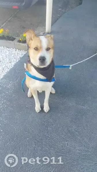 Cachorro encontrado Macho (brf002782) - photo