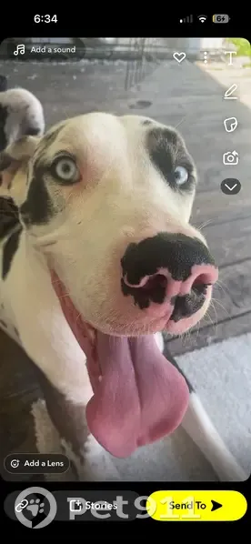 Lost dog, Orange Grove Road, 5100, Orange Grove, Moss Point - female Great Dane with a black collar - photo