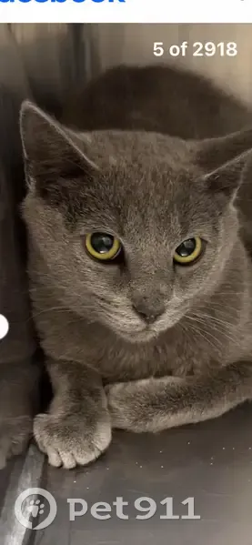 Lost cat, Lone Tree Drive Northeast, 157, Arlington - male, Russian blue, 14 years old - photo