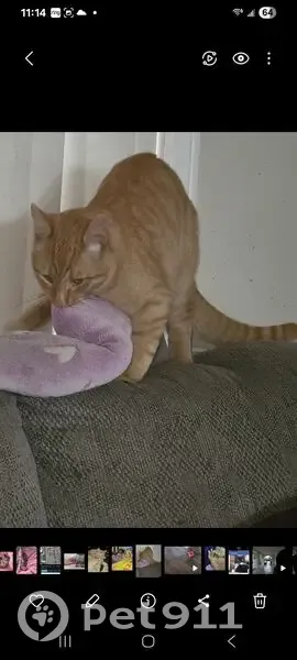 Lost cat, Vineyard Street, 35830, Yucaipa - male - photo