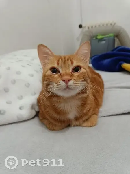 Perdido gato hembra, Carrer Pep Ventura, 8, Figueres, Valencia - gata grande naranja y muy sociable - photo