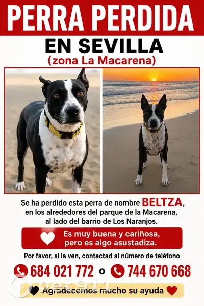 Perdido perro hembra en Sevilla, Andalucía - salió corriendo por un petardo - photo