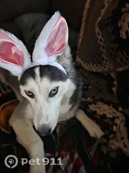 Lost dog male, Greene Road, Oliver Springs - red nose Siberian Malmute with brown and white and black coat - photo