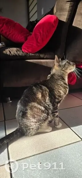 Perdido gato masculino, Plazuela El Alto, 1404, Heroica Puebla de Zaragoza - gris rayado con pecho blanco y patitas blancas - photo