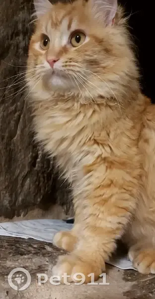 Perdido gato macho en Arzúa, Galicia, Santiago de Compostela - naranja, pelo largo y muy cariñoso - photo