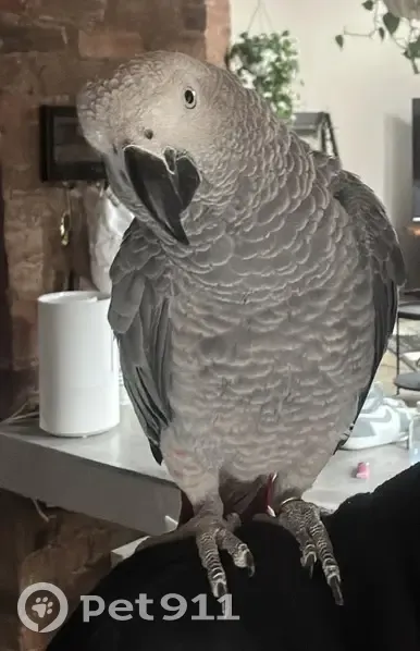 Lost bird, Conradie Street, Roodepoort - male African Grey - photo