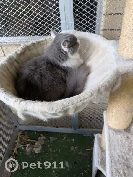 Lost cat, Nevern Street, Brisbane, Rochedale - female ragdoll, grey and white fur - photo