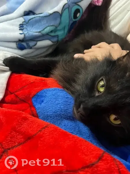 Lost cat, Harris Street, Gold Coast, Gold Coast - male, black long-haired cat with a fluffy tail - photo