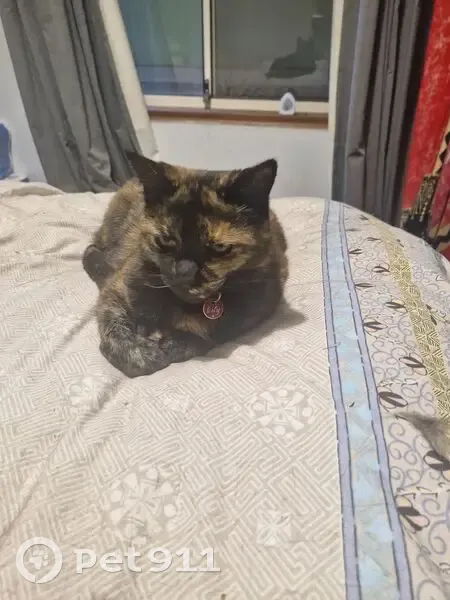 Lost cat, Duffield Drive, Adelaide - female, red collar - photo