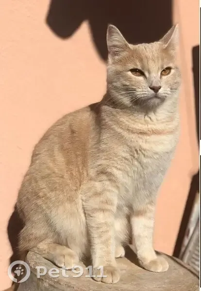 Perdido gato hembra, Carrer de la Societat, Terrassa - color naranja claro, ojos color miel - photo